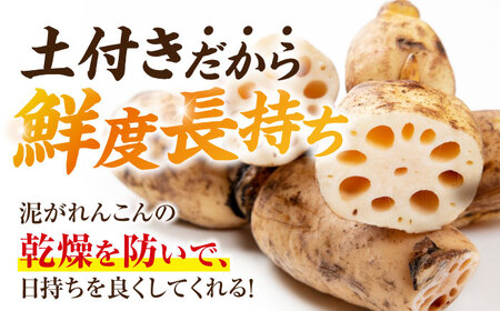 【先行予約】産地直送！土付き蓮根（5kg）【清水食品株式会社】 れんこん レンコン 愛知県産 野菜 産地直送 愛西市/ 清水食品株式会社[AEAJ002]