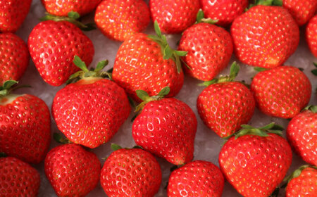 先行予約 26年5月以降発送 春夏イチゴ ゆきララ 600g いちご 苺 北海道 [AXBT002]