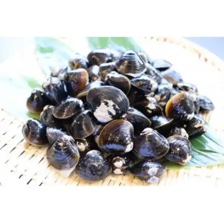 【北海道小清水町】トウフツ湖　大粒しじみ貝400g×2袋(砂出し済)【配送不可地域：離島】【1739471】