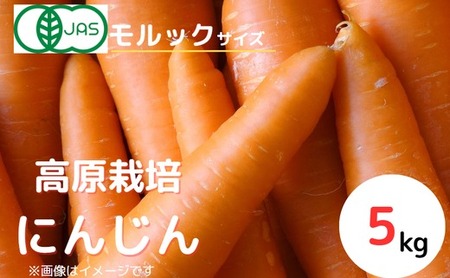 【産地直送】【先行予約】モルックサイズ！？ 特大にんじん（紅奏）5kg ｜ 人参 ニンジン ニンジンジュース 有機 JAS 高原野菜 久万高原町 ※離島への配送不可 ※2026年12月上旬～2027年2月上旬頃に順次発送予定