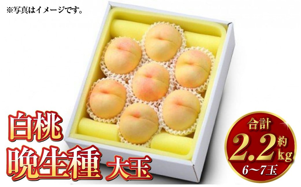 
                  白桃 晩生種（大玉） 6～7玉（約2.2kg）岡山 桃 晩生種 白麗 瀬戸内白桃 果肉 固め 大玉【2026年8月上旬～9月下旬発送予定】
                