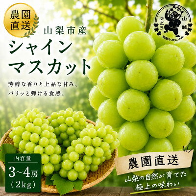 【ふるさと納税】山賊ぶどう シャインマスカット 3～4房(約2キロ)【配送不可地域：離島】【1761372】