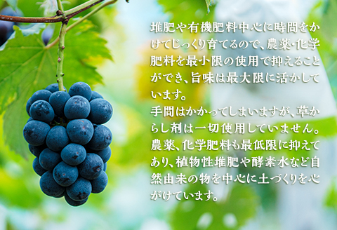 岡山県井原市美星町産 ニューピオーネ 1kg箱（2房入り） ご家庭用