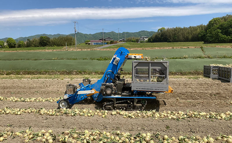 淡路島産玉ねぎ3kg 兵庫県 洲本市 淡路島