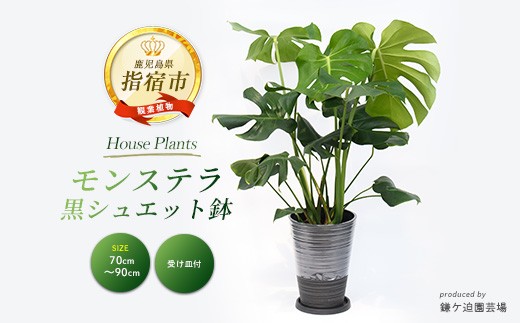 
            2026年3月上旬～発送【観葉植物】モンステラ70cm～90cm/黒シュエット鉢(鎌ヶ迫園芸場/021-1487) 南国鹿児島県で育った 観葉植物！植物 鉢付 インテリア 室内 オフィス おしゃれ プレゼント ギフト 開店祝い 移転祝い マイナスイオン【配送不可地域：北海道・沖縄県・離島】
          