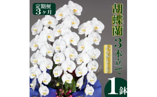 母の日 ギフト 花 人気 【定期便3ヶ月】胡蝶蘭 3本立て 白 ハイグレード お祝い プレゼント 贈り物 贈答 須崎洋蘭園 SY5000