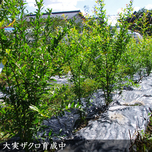 ＜すだ農園＞2年生 苗木 カリフォルニア大実ザクロ（拓榴）[地中ポット苗 2024年] ※北海道・沖縄・離島への配送不可 ※2025年12月上旬～2026年5月下旬頃に順次発送予定