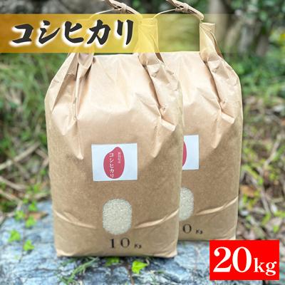 ふるさと納税 五泉市 【令和7年産米】新潟県産コシヒカリ　20kg