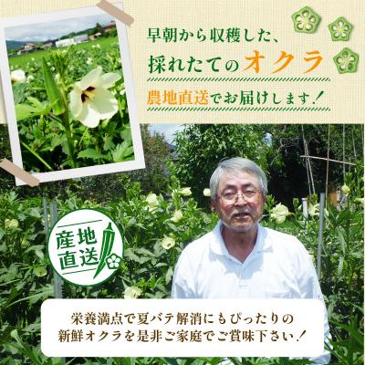 ふるさと納税 小松島市 新鮮 朝採れ オクラ 500g 夏バテ防止  産地直送 小分け おくら 冷蔵便 小松島市 |  | 01