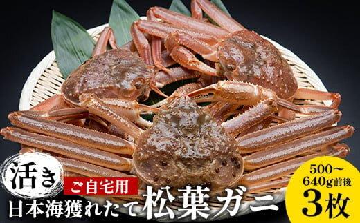 【ポイント交換専用】111.【先行予約】【活き】訳あり ご自宅用 日本海獲れたて 松葉ガニ　500～640g前後　3枚◇ ≪かに カニ 蟹 ズワイガニ≫　※2025年11月上旬～2026年3月上旬頃に順次発送予定 313726_AN013-P