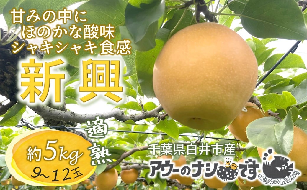 
            【2026年秋収穫分】 梨 新興 約5kg 9～12玉 農家直送 千葉県白井市 先行予約受付 アウーファーム
          