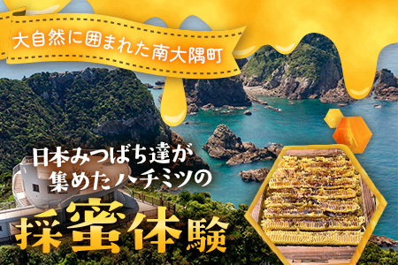 【期間限定】数量限定！『本土最南端で採蜜体験』大人1名（中学生以上）｜はちみつ 採蜜 体験 人気 養蜂 日本みつばち 自然 南大隅町 CC7001