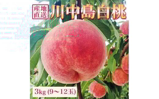 白桃 川中島 3kg 9～12個 秀品 【2025年8月下旬発送】 農家直送 山形県 朝日町産 山形産 もも モモ 桃 ピーチ 果物 フルーツ 夏 送料無料 糖度 クール便 冷蔵便 予約 先行予約