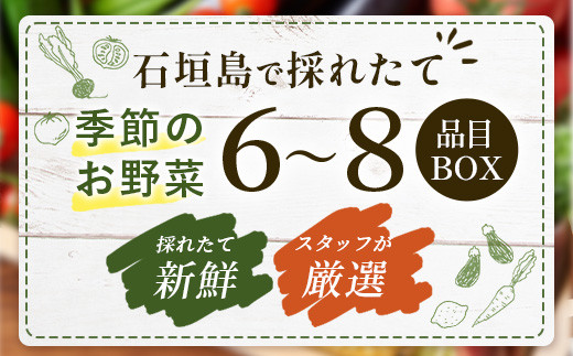 石垣島産 野菜 BOX　1箱 ≪定番・旬の野菜６~８種類≫ 野菜パワーをあなたに！！｜野菜セット おまかせセット 旬 季節のお野菜 旬の野菜セット 詰め合わせ 島野菜 沖縄県 石垣市 石垣島 CK-1