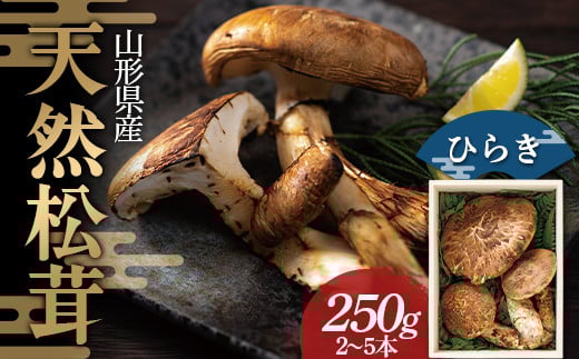 【数量限定】≪2025年先行予約≫贈答用 山形県産 天然 松茸 ひらき 250g(2～5本) 木箱入 2025年9月下旬頃から順次発送 F2Y-1130