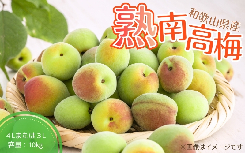 【梅干・梅酒用】（4Lまたは3L－10kg）熟南高梅＜2026年6月上旬～7月7日発送予定＞【ART09】青梅 生梅 梅干し うめシロップ 梅シロップ フルーツ 果物 くだもの 食品 人気 おすすめ 送料無料【art007B】