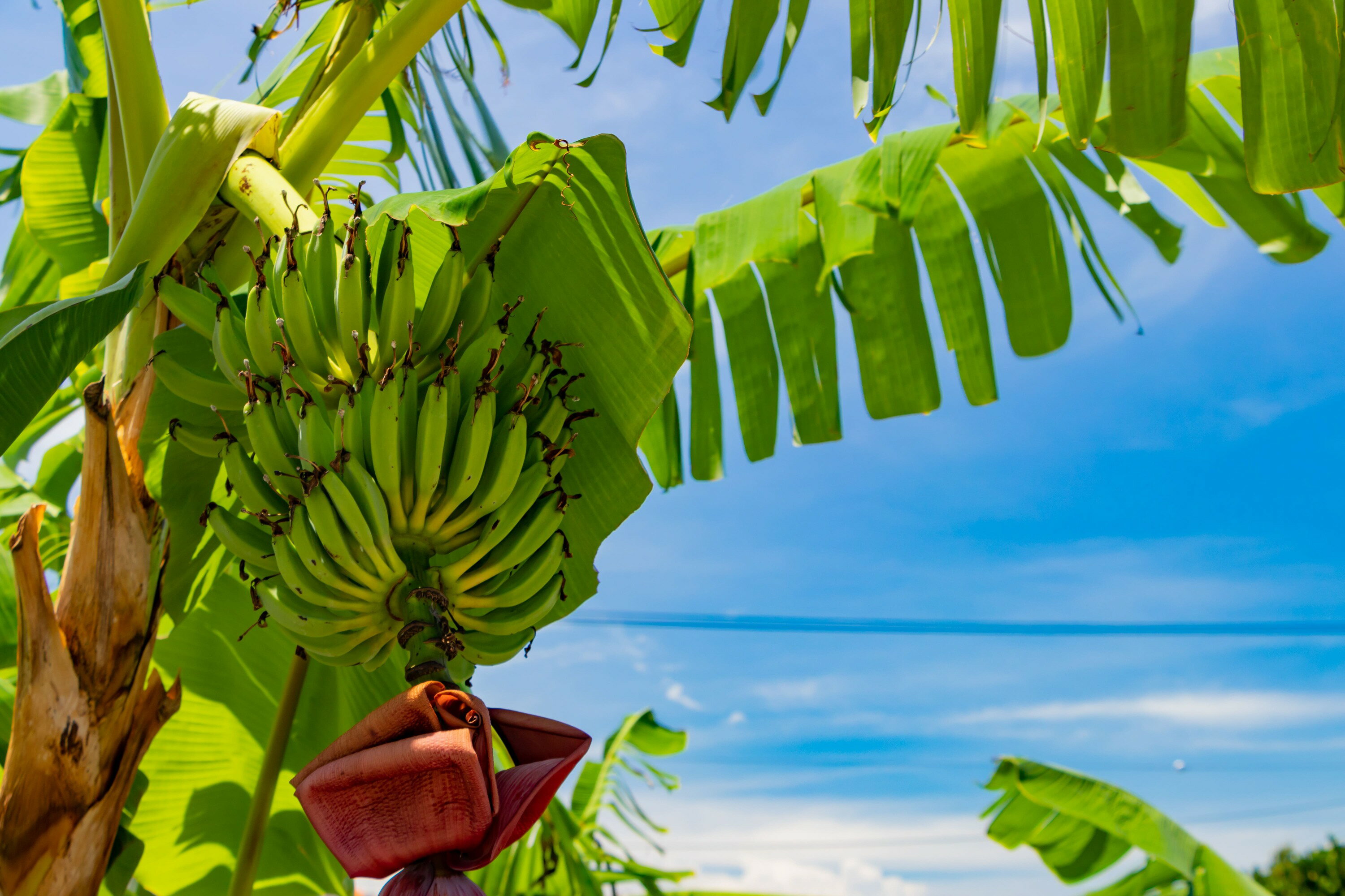 【ふるさと納税】【2026年6〜10月発送】（訳あり）大満足！石垣島産バナナ3房 | ふるさと納税 バナナ 訳あり フルーツ 果物 果実 南国フルーツ 沖縄県石垣市 沖縄県 石垣市 石垣島 産地直送 ふるさと 人気 送料無料 KP-22