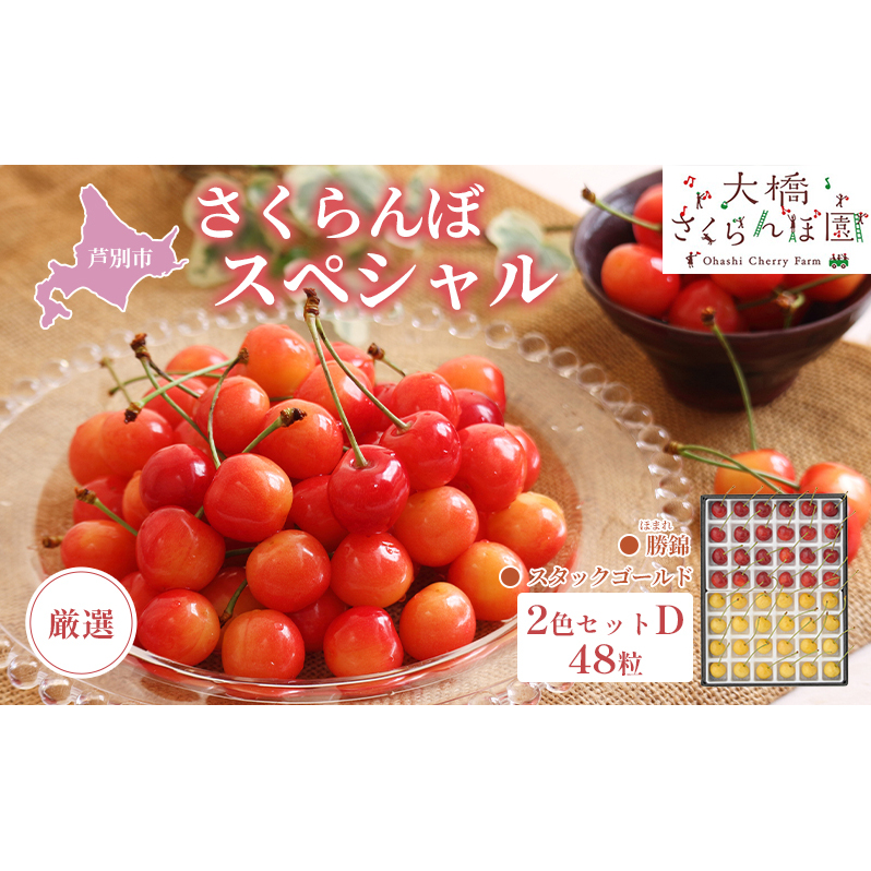 【 先行受付 】さくらんぼ 厳選さくらんぼスペシャル2色D 48粒（赤・黄）勝錦・スタックゴールド 果物類 フルーツ チェリー 