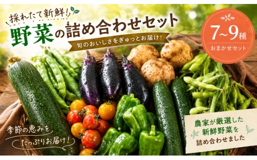 野菜 詰め合わせ セット 7種 ～ 9種 種類おまかせ 栽培期間中 農薬 化学肥料 除草剤 不使用 やさい yasai YASAI やさいセット 旬 春野菜 夏野菜 秋野菜 冬野菜 採れたて 新鮮 豊富 お便り 国産 旬の野菜 おまかせ 農家直送 産地直送 10000円 ハジまる畑 神奈川 湘南 藤沢