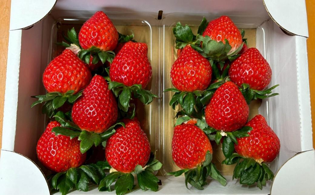 
            いちご「あまりん」300g×2パック | いちご イチゴ あまりん 埼玉県産ブランドいちご あまい 小松沢レジャー農園 埼玉県 横瀬町
          