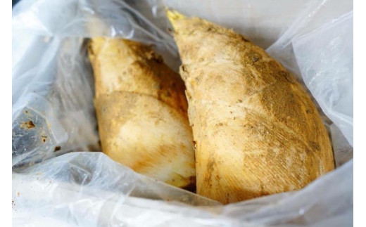 
                  【 たけのこ旬一 】朝掘り塚原産たけのこ2kg［ 京都 塚原 京たけのこ 筍 ミシュラン テレビで紹介 人気 おすすめ お取り寄せ 通販 ふるさと納税 ］
                