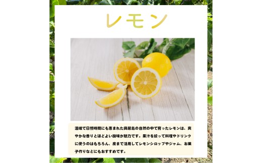 興居島産 レモンの木 1本収穫オーナー権  |  オーナー制度  収穫体験 柑橘 レモン れもん  愛媛県 松山市 興居島 オーナー