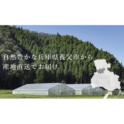 【産地直送】トマト(約3.0kg) 箱 うふふの実 高糖度フルーツトマト　アイメック【常温】【配送不可地域：離島・北海道・沖縄県】