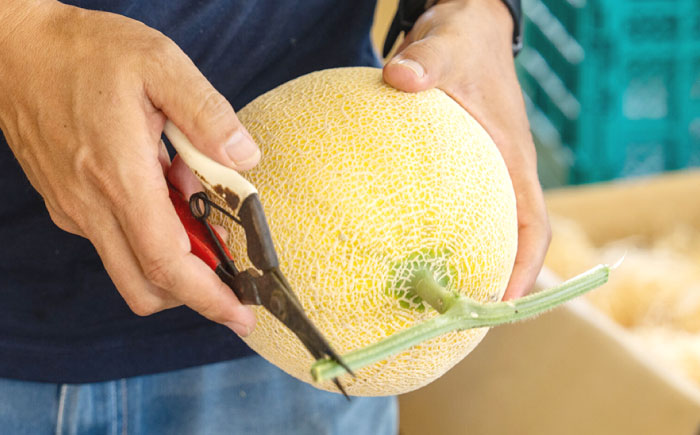 ゴールデンパールメロン1.3kg×2玉 島根県松江市/有限会社安藤農園 [ALID011]