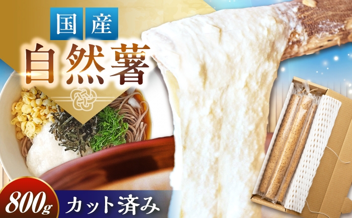 
                  【贈答用】高級自然薯 桐箱入（800g） / 自然薯 桐箱入 箱入り じねんじょ 山芋 やまいも とろろ 贈答品 産地直送食材 栄養豊富 美味しい 和食 ごはん とろろご飯 とろろ蕎麦 とろろうどん レシピ 贈り物 最高級食材 お取り寄せ 贈答 ギフト 岐阜県 / 恵那市 / 水戸屋 [AUFZ008]
                