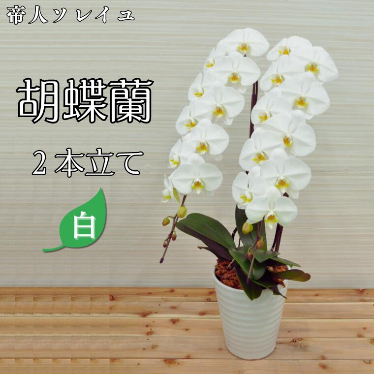 【ふるさと納税】【帝人ソレイユ】胡蝶蘭2本立て(白) 配送不可地域：離島 《30日以内に出荷予定(土日祝除く)》