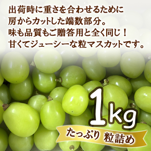 【2026年発送】シャインマスカット 訳あり家庭用 粒 にてお届け 約1kg