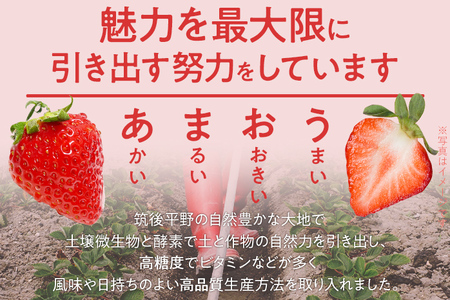 ふくおかエコ農作物認証あまおう M～Lサイズ 1箱セット あまおう イチゴ 苺 いちご フルーツ 果物 くだもの 福岡県産 お取り寄せグルメ お取り寄せ 福岡 お土産 九州 福岡土産 取り寄せ グルメ
