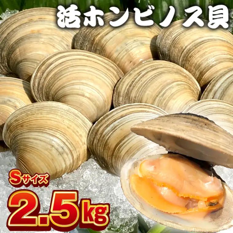 漁師直送！活ホンビノス貝2.5kg（Sサイズ）