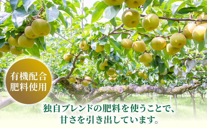 幸水梨 6～10玉 （約3kg）