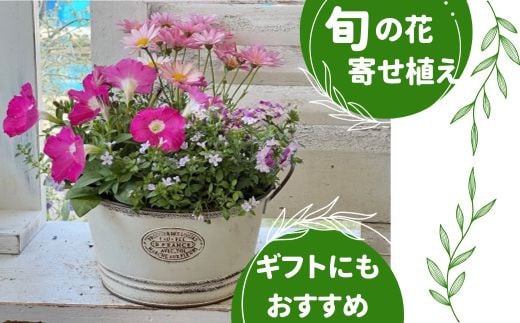 
季節の寄せ植え　Ｍ お花 ギフト
