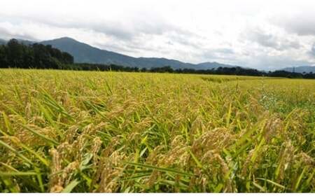 令和7年産 コシヒカリ 5kg 精米 白米