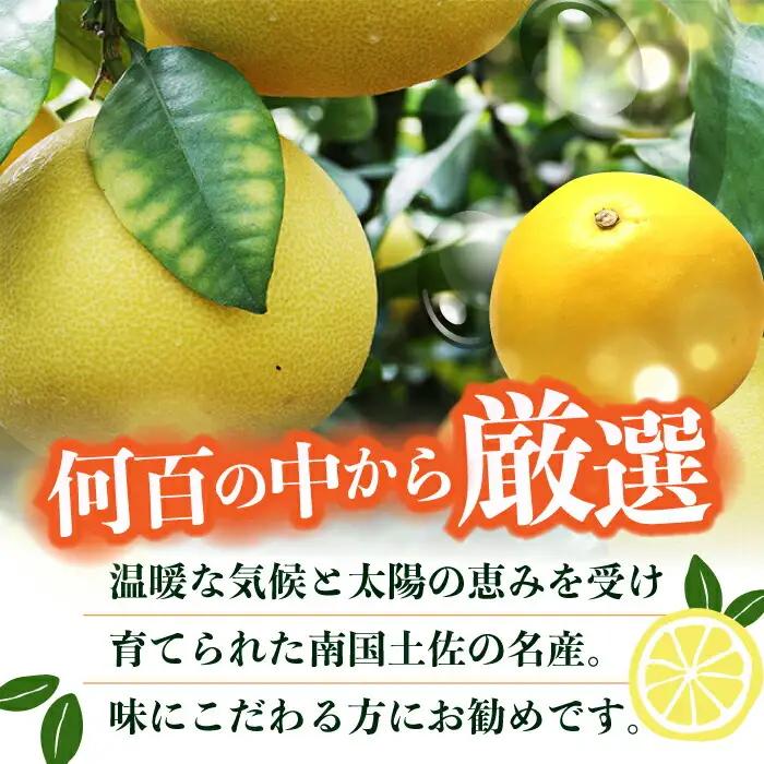 【先行予約】 南国高知温室土佐文旦 約5kg 7玉〈2026年11月中旬〜2027年2月中旬頃発送〉/ 文旦 ぶんたん 5kg 5キロ 温室 果物 フルーツ デザート 柑橘 南国 土佐 高知 名物 名
