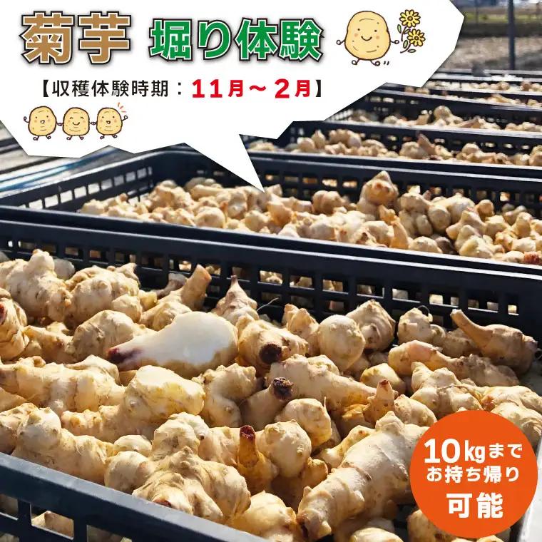 菊芋堀り 体験 （10kgまでお持ち帰りいただけます） 芋ほり 芋掘り お持ち帰り お土産 みやげ 粉末 パウダー イヌリン 国産 いも 菊芋茶 菊芋チップス SDGs エコ サスティナブル 農薬不使用 E0867
