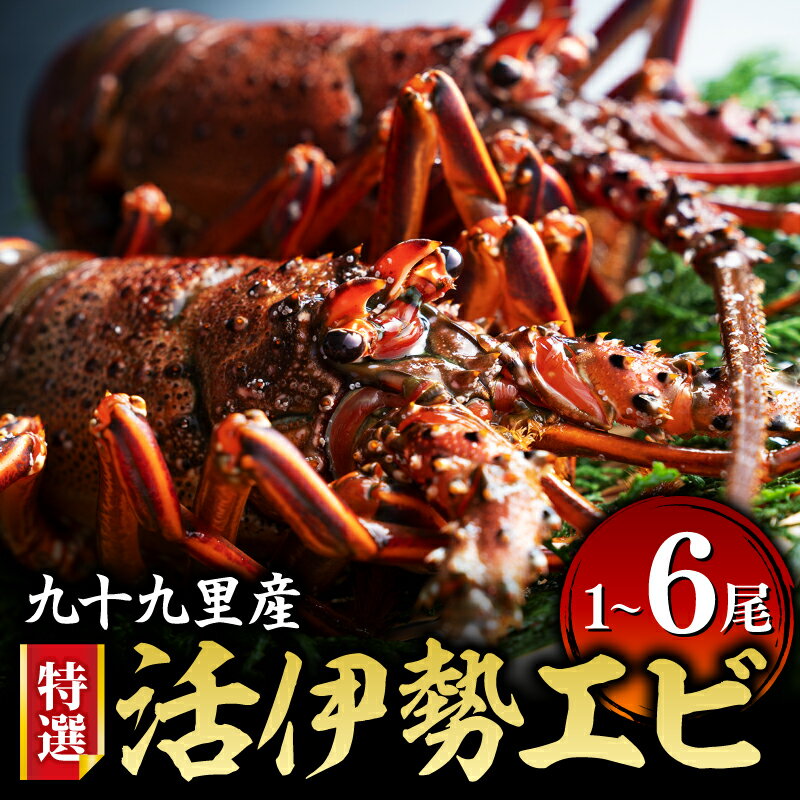 【ふるさと納税】 【先行予約 8/2〜発送開始】 特選活伊勢エビ 選べる 2尾(500～550g) / 3尾(1kg) / 1尾(特大【約400～500g】) / 6尾(2kg) 伊勢エビ 海老 伊勢海老 イセエビ エビ 魚介 生食用 刺身 冷蔵 新鮮 高級 人気 国産 九十九里 九十九里産 千葉県 旭市 不動丸 fdm