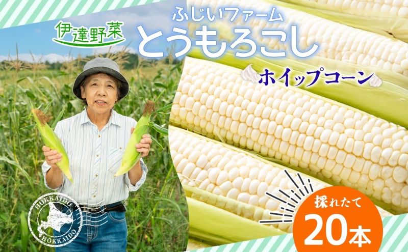  北海道産 とうもろこし ホワイト ホイップコーン 20本 Lサイズ トウモロコシ とうきび コーン スイートコーン 旬 新鮮 朝採り 産地直送 国産 野菜 農作物 甘い 白い 人気 BBQ ふじいファーム  送料無料 北海道 伊達