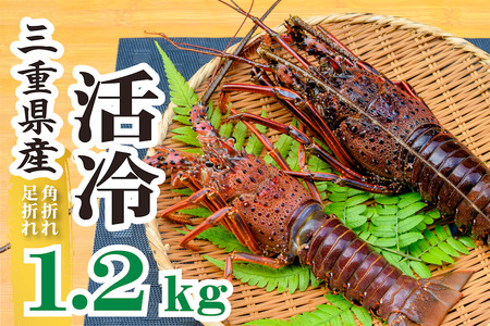 伊勢えび(活冷)サイズ不揃いセット～バタバタしたら角と足がとれちゃいました～〈2～8尾（1.2kg）〉【訳あり】【US01】