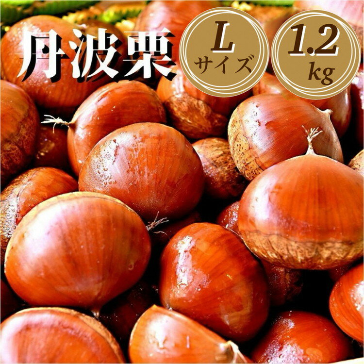 【ふるさと納税】 【先行予約】期間・数量限定 丹波栗 Lサイズ 1.2kg ＜丹波四季菜料理 宮本屋＞≪くり 栗 丹波産≫　※2025年9月下旬～10月下旬頃に順次発送予定　☆月間MVPふるさと納税賞 第1号（2020年10月）・SDGs未来都市亀岡