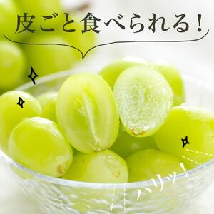 ぶどう 2026年　シャインマスカット 晴王 4房（1房480g以上）約2kg｜ シャインマスカット