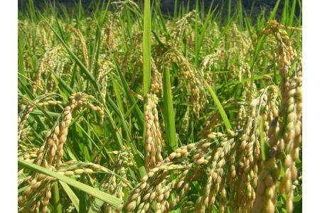 福井が生んだブランド米「福井県産いちほまれ」5kg [A-014002]