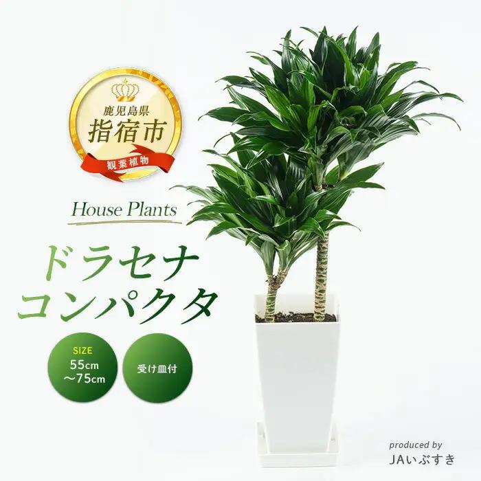 観葉植物 ドラセナ・コンパクタ 55cm～75cm グリーン IB165-014