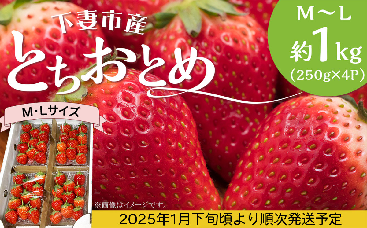 
【先行予約】とちおとめ M～L 約1kg (250g × 4P) いちご 下妻市産 【2025年1月下旬頃～3月中旬頃発送予定】【いちご イチゴ 苺 とちおとめ ジューシー 果物 フルーツ 甘み】
