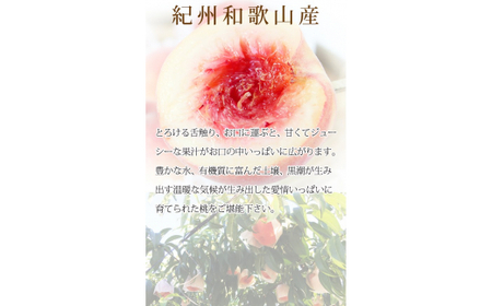 秀品　紀州和歌山産の桃　3玉　化粧箱入　※2024年6月下旬頃?2024年8月中旬頃順次発送（お届け日指定不可）【uot750】