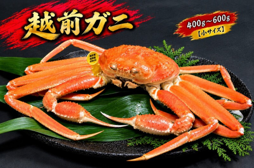 【1月出荷】越前ガニ 400g～600g 1杯 【小サイズ】