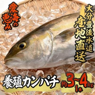 ふるさと納税 佐伯市 養殖 カンパチ (約3-4kg・1本)