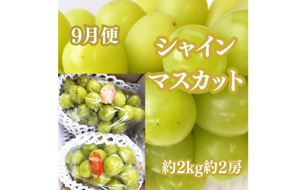 ＜定期便＞坂出の美味しい果物定期便　季節の果物を年間４回に分けてお届け！